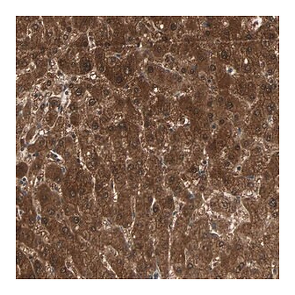 Merck Anti-ZSCAN31 antibody produced in rabbit