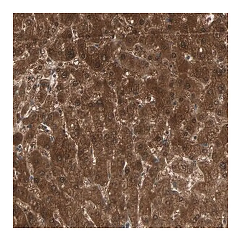 Merck Anti-ZSCAN31 antibody produced in rabbit