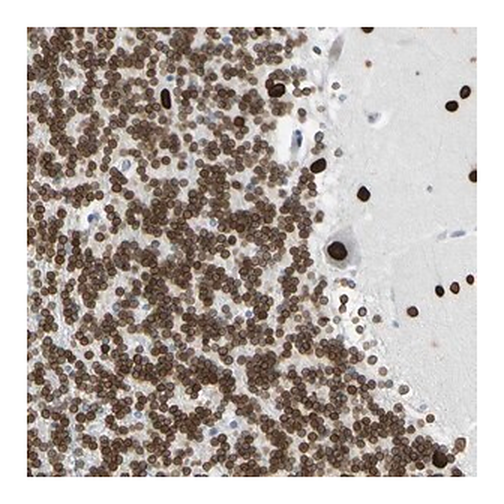 Merck Anti-ZNF132 antibody produced in rabbit