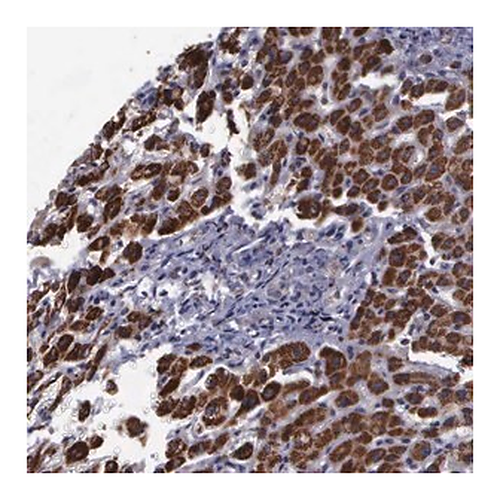 Merck Anti-MAP3K9 antibody produced in rabbit