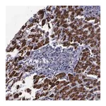 Merck Anti-MAP3K9 antibody produced in rabbit