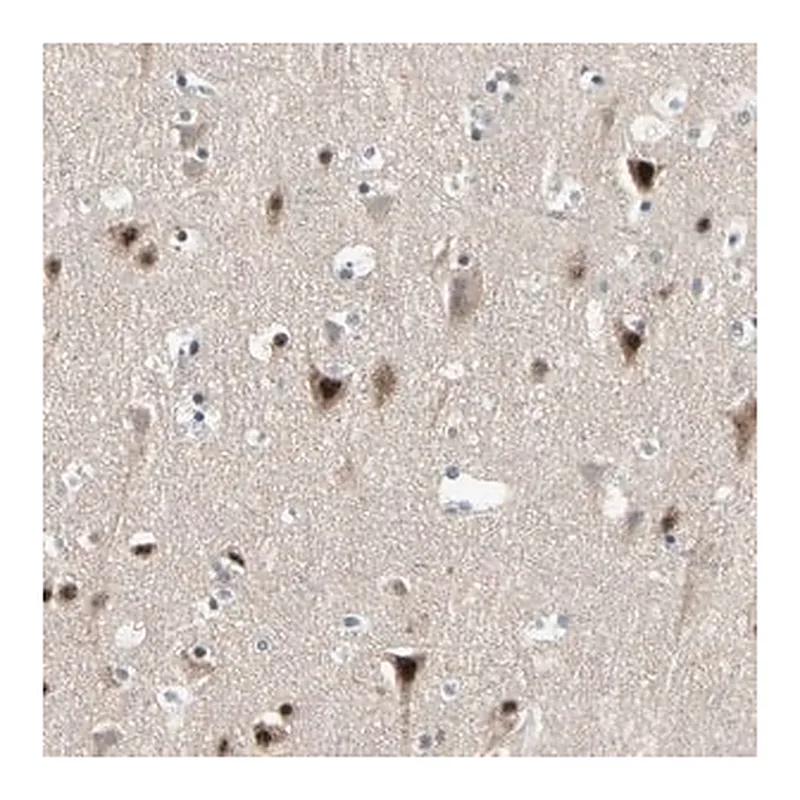 Merck Anti-MARK1 antibody produced in rabbit
