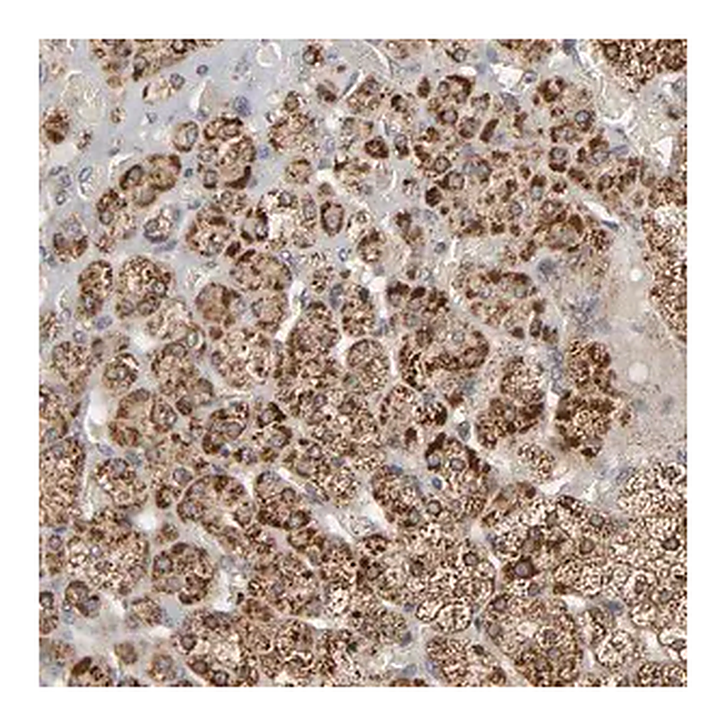 Merck Anti-SLC30A9 antibody produced in rabbit
