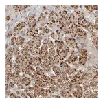 Merck Anti-SLC30A9 antibody produced in rabbit