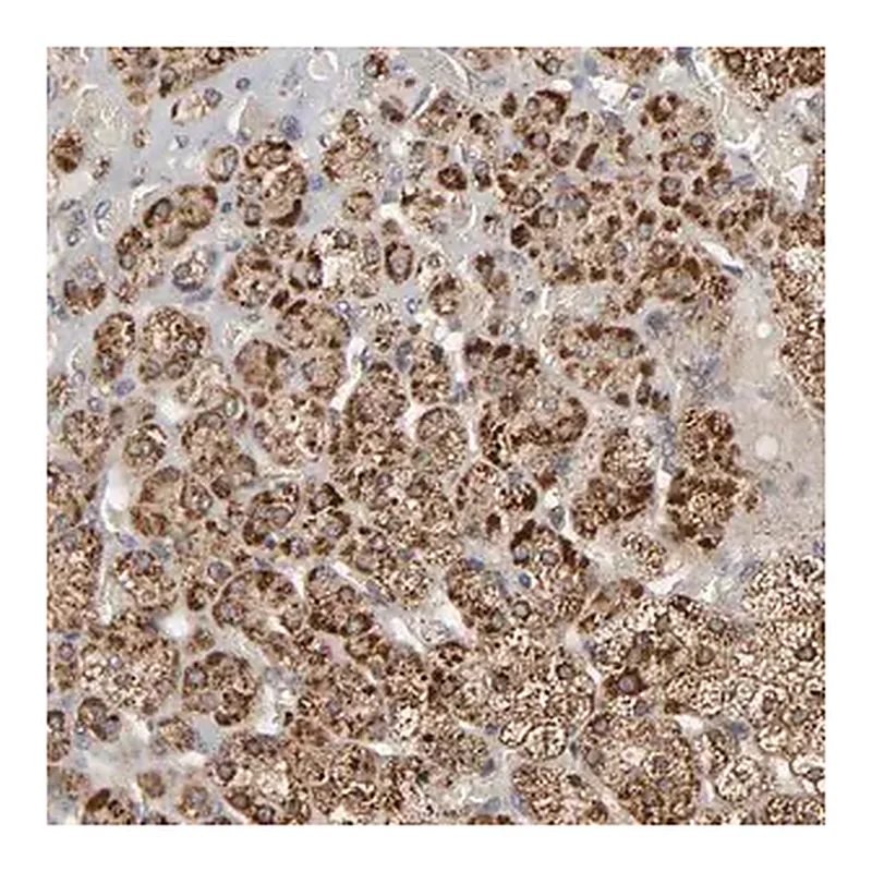 Merck Anti-SLC30A9 antibody produced in rabbit