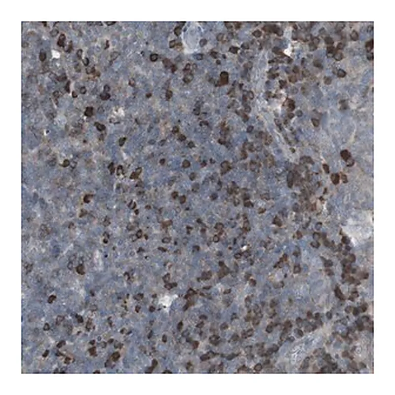 Merck Anti-ZSCAN32 antibody produced in rabbit