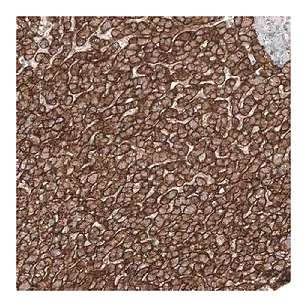Merck Anti-SLC16A2 antibody produced in rabbit