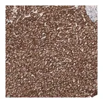Merck Anti-SLC16A2 antibody produced in rabbit