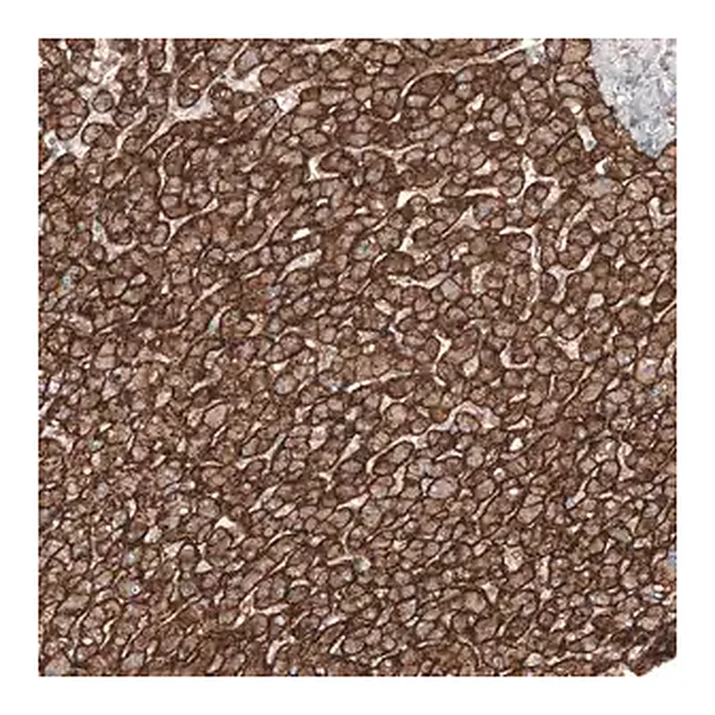 Merck Anti-SLC16A2 antibody produced in rabbit