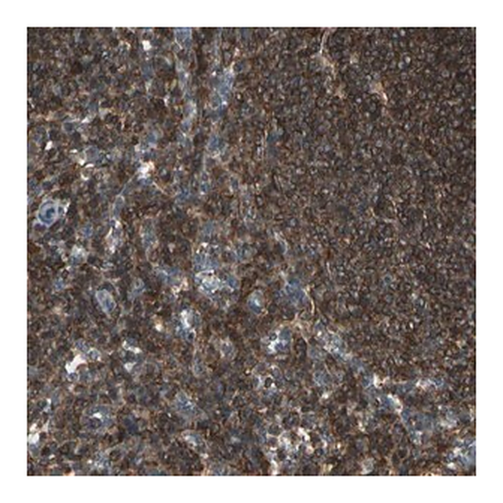 Merck Anti-MAPK13 antibody produced in rabbit