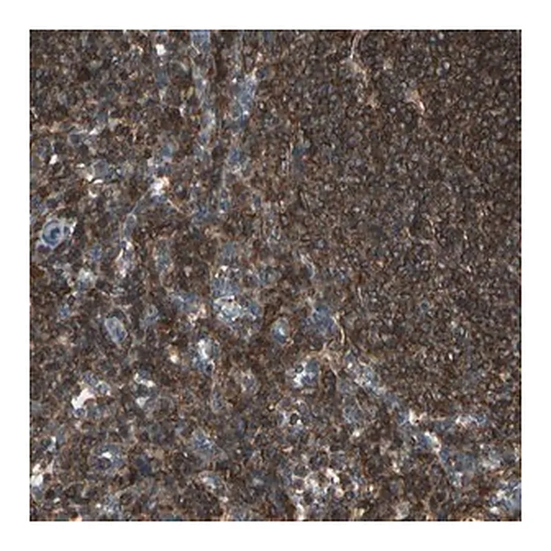 Merck Anti-MAPK13 antibody produced in rabbit