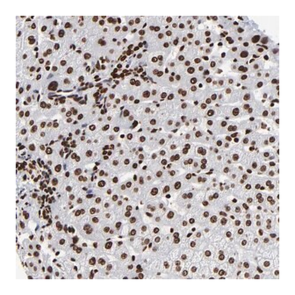 Merck Anti-ZNF544 antibody produced in rabbit