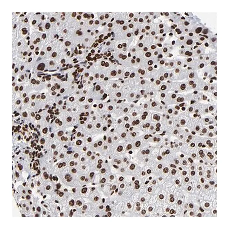 Merck Anti-ZNF544 antibody produced in rabbit