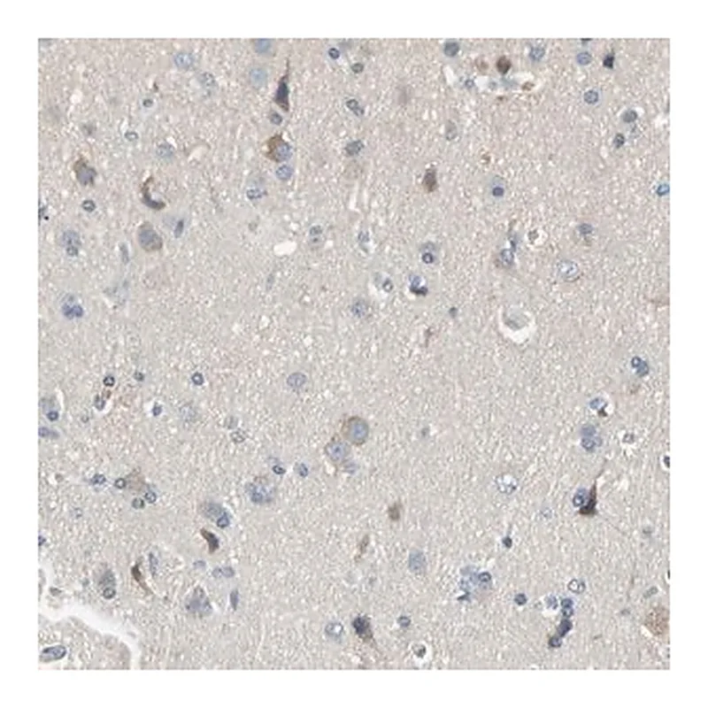 Merck Anti-MARK1 antibody produced in rabbit