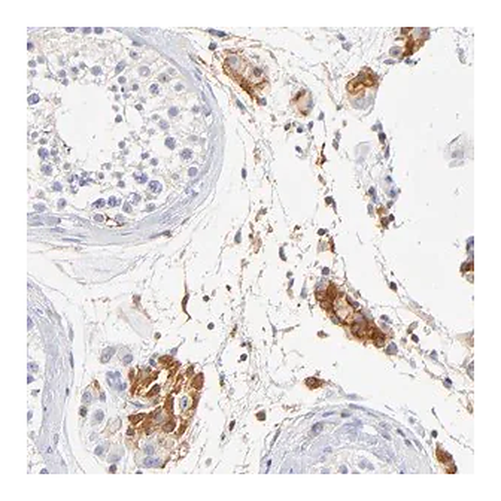 Merck Anti-MDGA2 antibody produced in rabbit