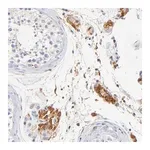 Merck Anti-MDGA2 antibody produced in rabbit