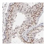 Merck Anti-MBIP antibody produced in rabbit