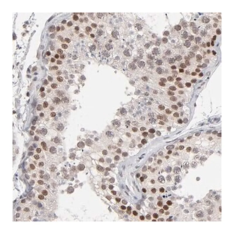 Merck Anti-MBIP antibody produced in rabbit