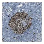 Merck Anti-MCM3 antibody produced in rabbit