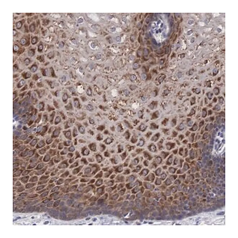 Merck Anti-MAST4 antibody produced in rabbit