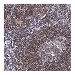 Merck Anti-MICAL3 antibody produced in rabbit