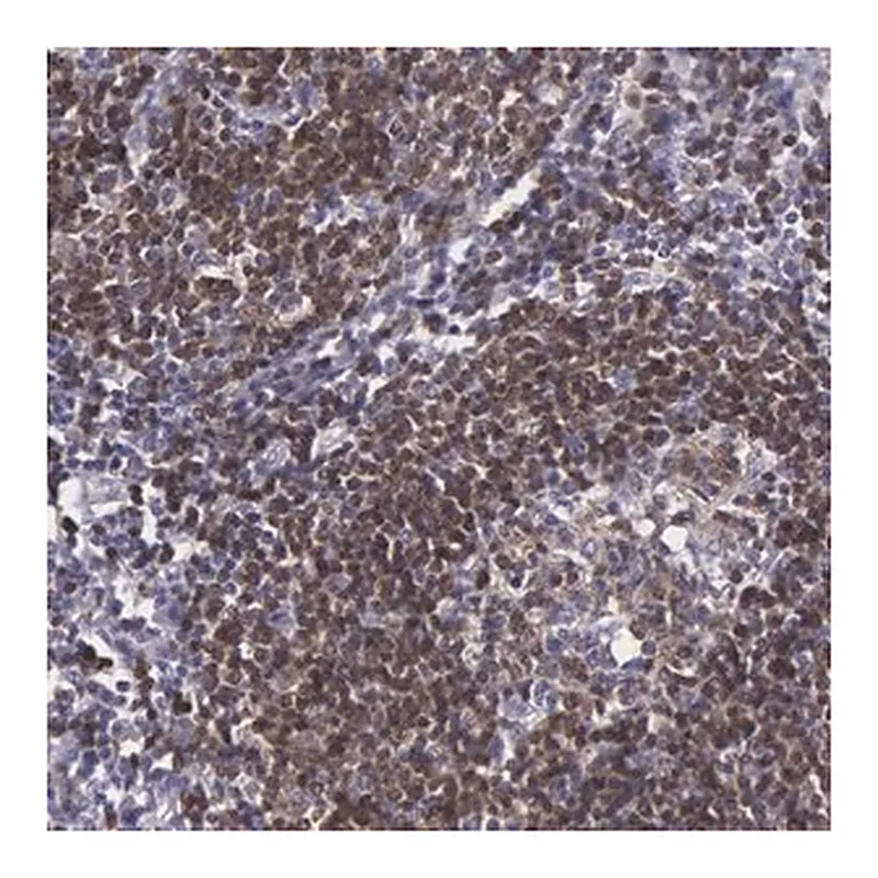 Merck Anti-MICAL3 antibody produced in rabbit