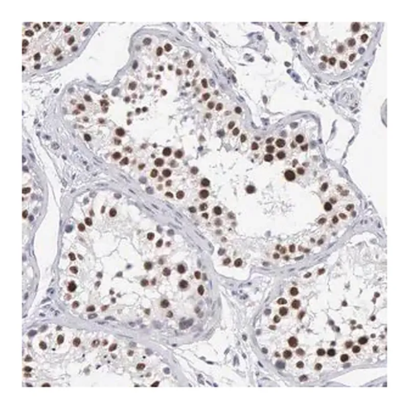 Merck Anti-MNAT1 antibody produced in rabbit
