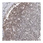 Merck Anti-MAX antibody produced in rabbit