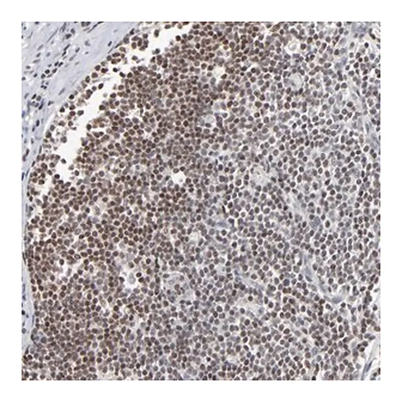 Merck Anti-MAX antibody produced in rabbit