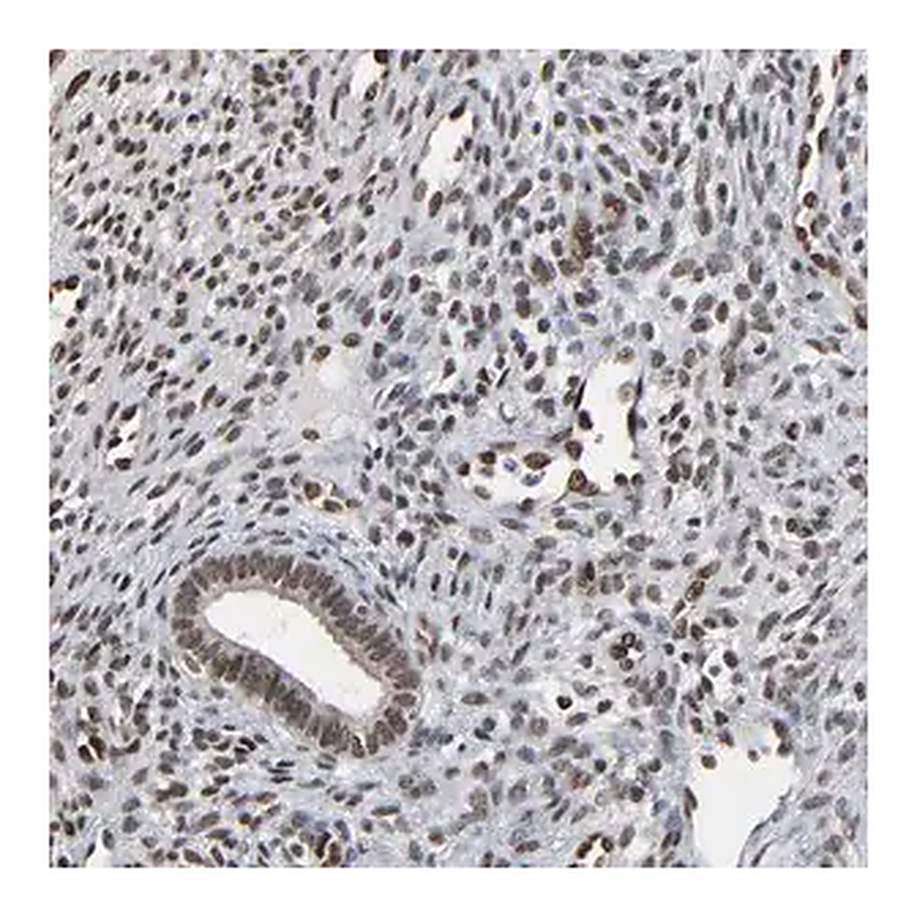 Merck Anti-MEIS2 antibody produced in rabbit