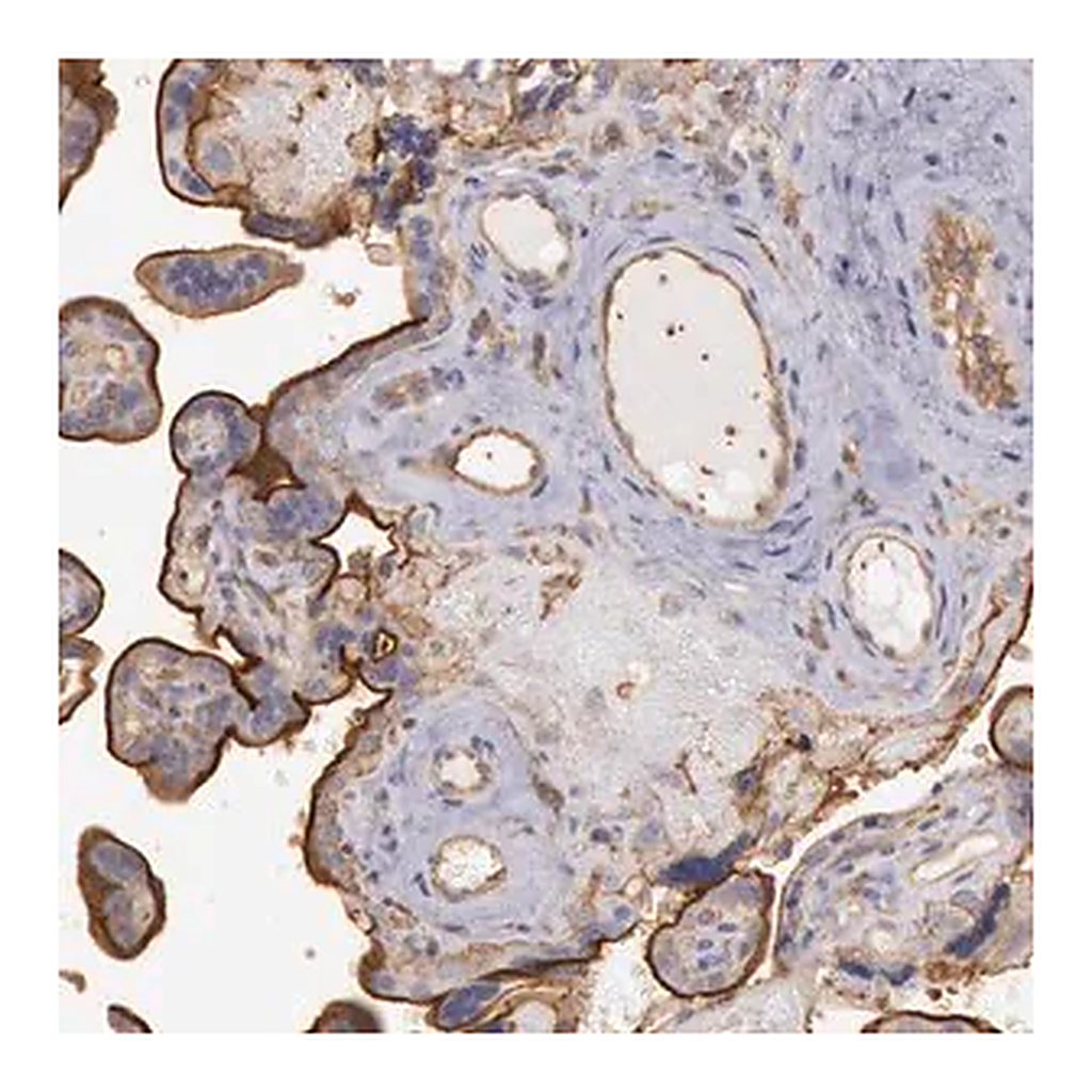 Merck Anti-SNAP23 antibody produced in rabbit