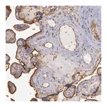 Merck Anti-SNAP23 antibody produced in rabbit