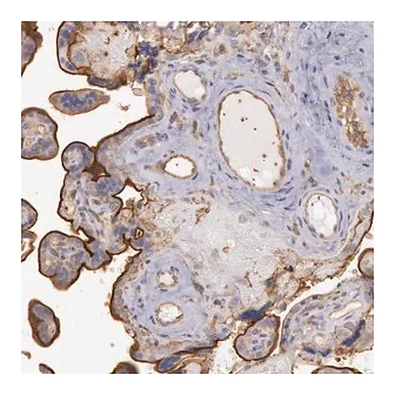 Merck Anti-SNAP23 antibody produced in rabbit