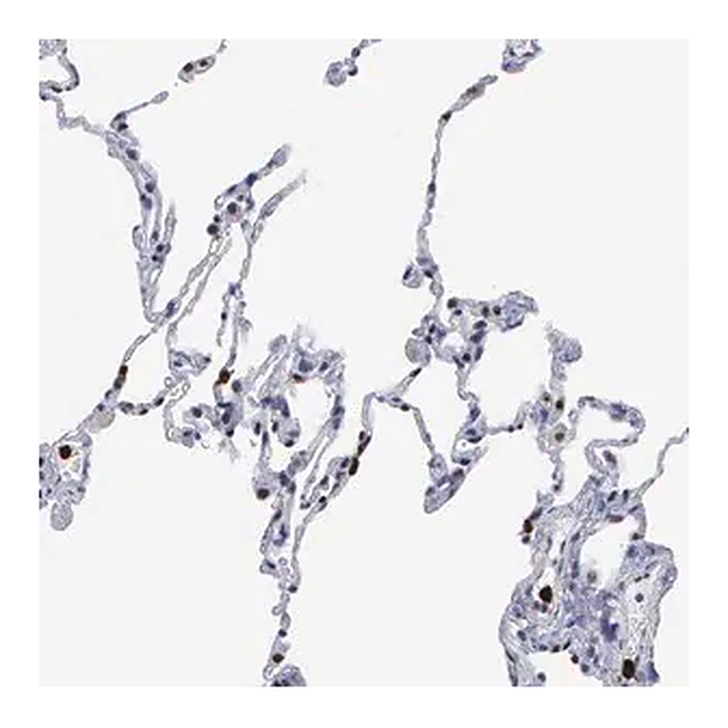Merck Anti-SPIN3 antibody produced in rabbit