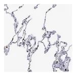 Merck Anti-SPIN3 antibody produced in rabbit