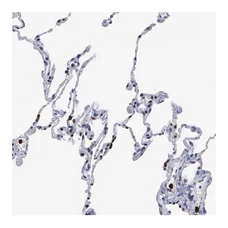 Merck Anti-SPIN3 antibody produced in rabbit