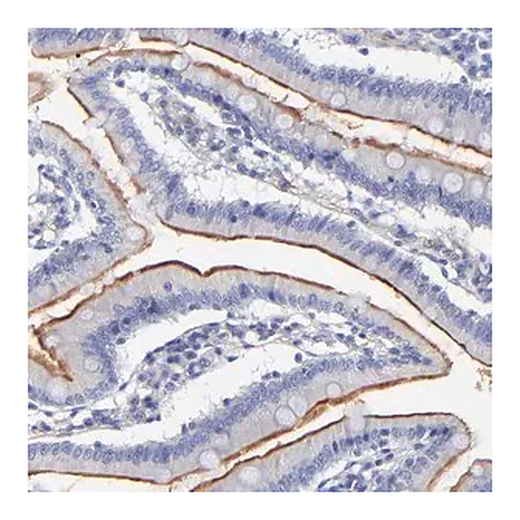 Merck Anti-SLC44A2 antibody produced in rabbit