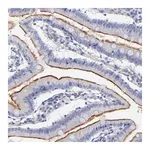 Merck Anti-SLC44A2 antibody produced in rabbit