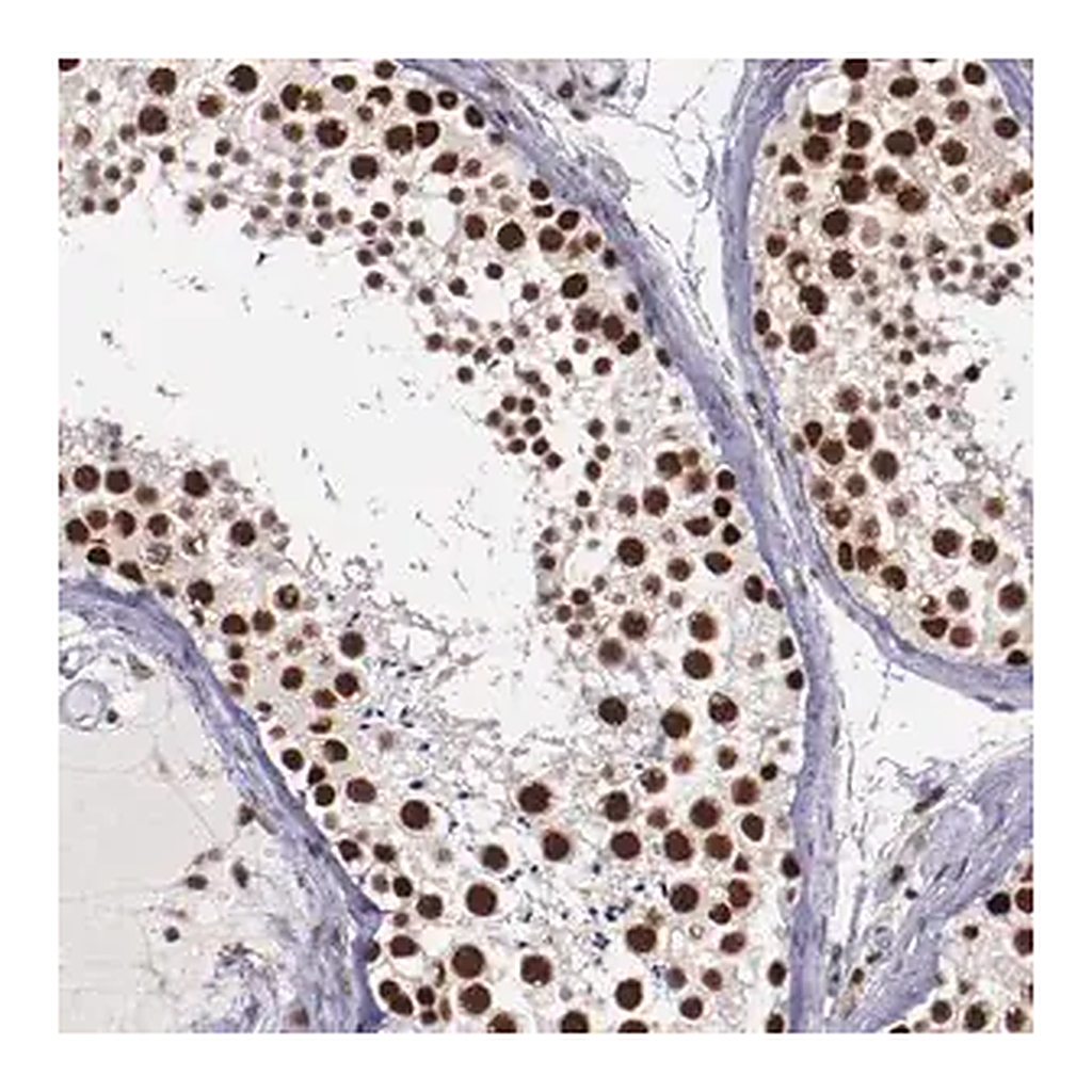 Merck Anti-PPP4R3A antibody produced in rabbit