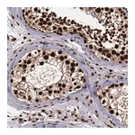 Merck Anti-SNW1 antibody produced in rabbit
