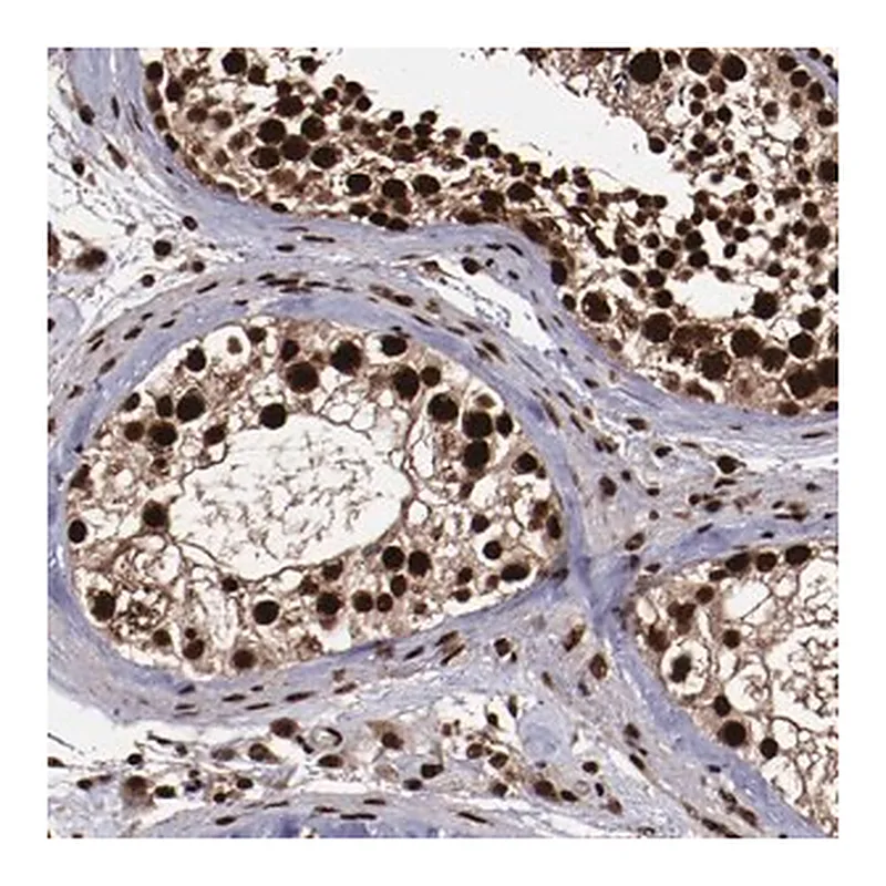 Merck Anti-SNW1 antibody produced in rabbit