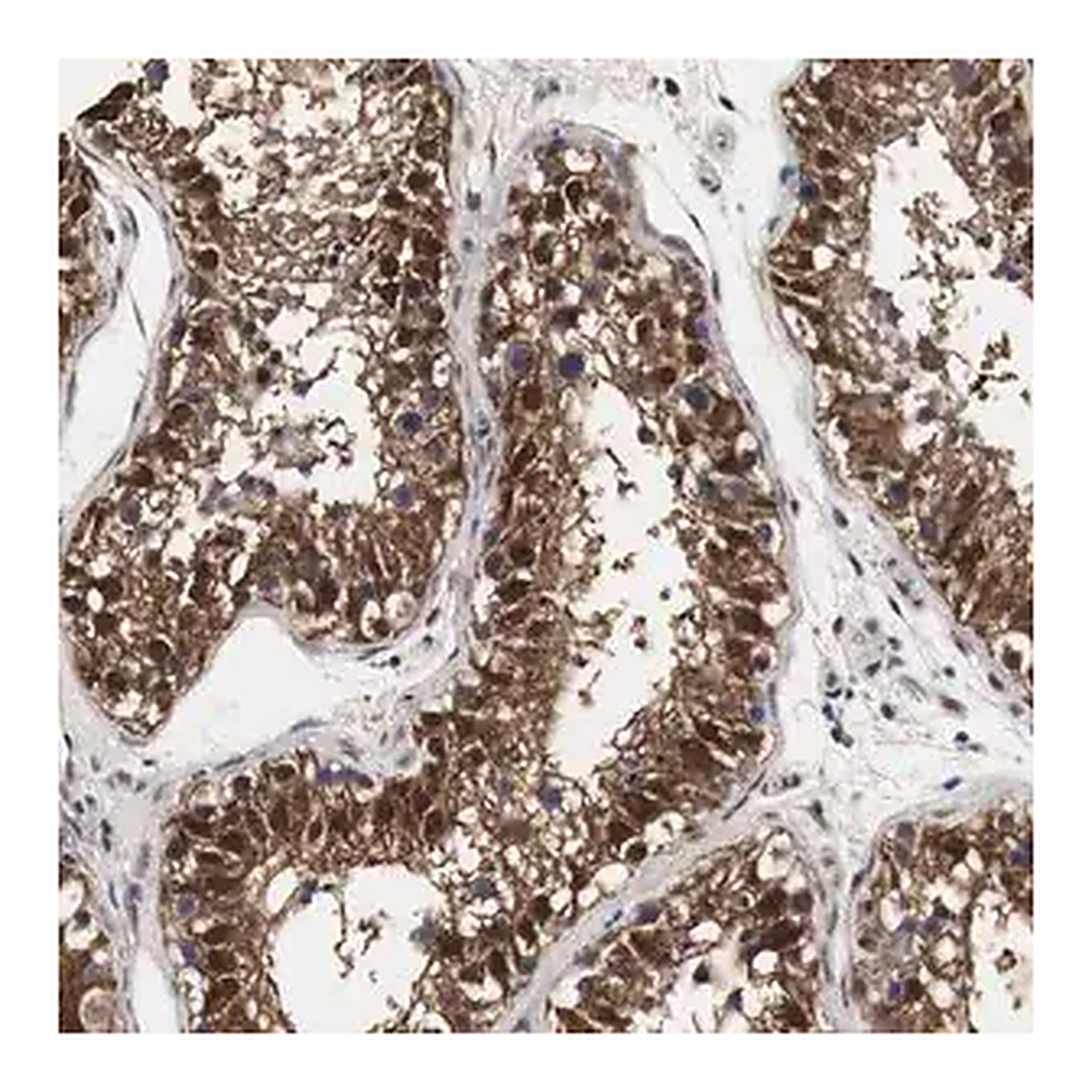 Merck Anti-SPIN2B antibody produced in rabbit