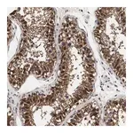 Merck Anti-SPIN2B antibody produced in rabbit