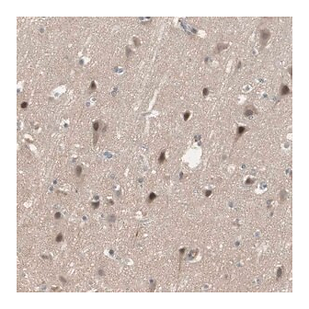 Merck Anti-SNX4 antibody produced in rabbit
