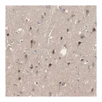Merck Anti-SNX4 antibody produced in rabbit