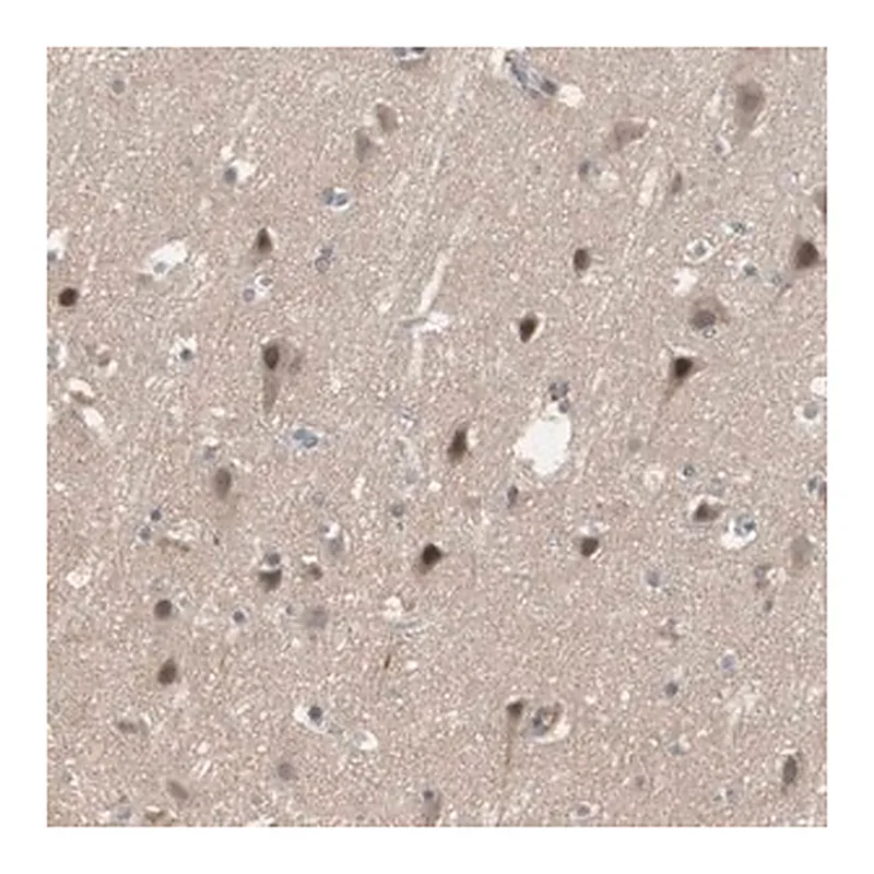 Merck Anti-SNX4 antibody produced in rabbit