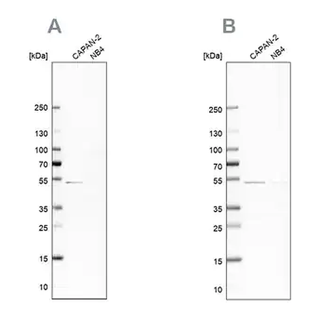 Merck Anti-SPTLC1 antibody produced in rabbit