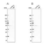 Merck Anti-SPTLC1 antibody produced in rabbit