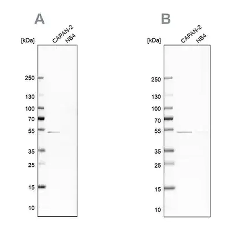 Merck Anti-SPTLC1 antibody produced in rabbit
