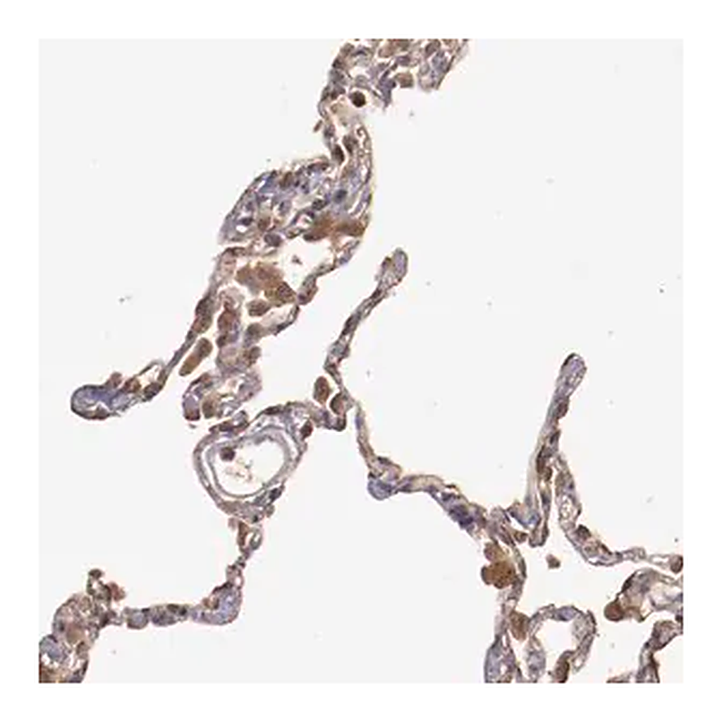Merck ANTI-SRRD antibody produced in rabbit